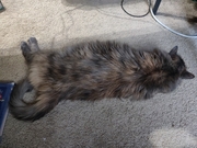 Sleepyhead